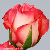 Роза Sweet Candia