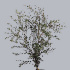 Eucaliptus_Parvifolia.jpg Eucaliptus Parvifolia