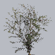Eucaliptus Parvifolia