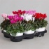 Цикламен Cyclamen SS Compact Mix Melanie Цикламен Cyclamen SS Compact Mix Melanie