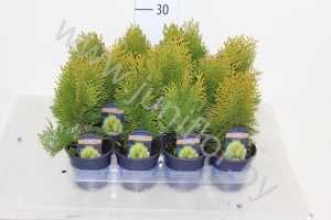 Туя Thuja Aurea Nana