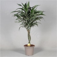 Драцена Dracaena Ulises Gevlochten Stam