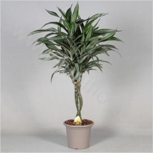 Драцена Dracaena Ulises Gevlochten Stam