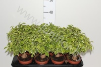 Фикус Ficus Kinky Op Stam