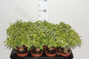 Фикус Ficus Kinky Op Stam