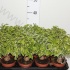Фикус Ficus Kinky Op Stam Фикус Ficus Kinky Op Stam