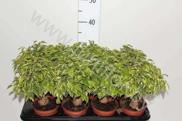 Фикус Ficus Kinky Op Stam