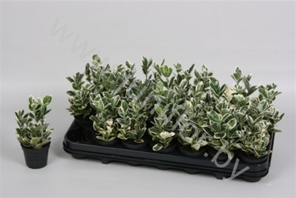 Эвонимус Euonymus Kathy