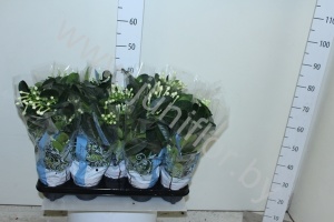 Стефанотис Stephanotis Fleur Parfume 4/6 tros