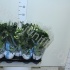 Стефанотис Stephanotis Fleur Parfume 4/6 tros Стефанотис Stephanotis Fleur Parfume 4/6 tros