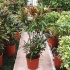 Кодиеум Codiaeum Mammi Кодиеум Codiaeum Mammi