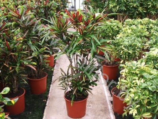 Кодиеум Codiaeum Mammi