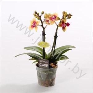 Фаленопсис Phal Multi Flower Tess 2 tak