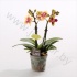 Фаленопсис Phal Multi Flower Tess 2 tak Фаленопсис Phal Multi Flower Tess 2 tak