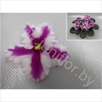 Сенполия Chimera Myrthe