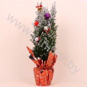 Кипарис Cham.Sn.Rondella Decoraties SNOW
