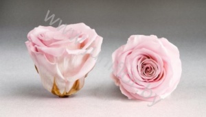 Стабилизированная роза Rose pr PIN04