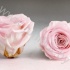 Стабилизированная роза Rose pr PIN04 Стабилизированная роза Rose pr PIN04