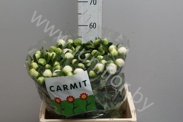 Пион Paeonia Duch de Nemours