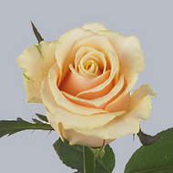 Роза Savita