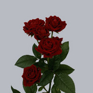 Роза Rubicon