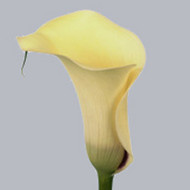 Калла Captain Volante