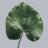 Galax_Urceolata.jpg Galax Urceolata