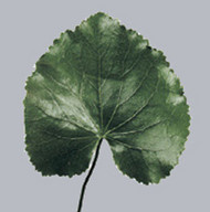 Galax Urceolata