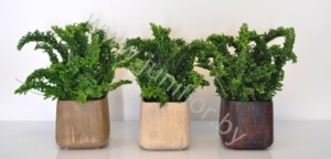 Нефролепис Emina Dragon Tail+Savanne Vie