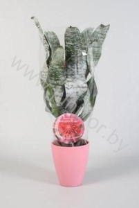 Эхмея Nature's Pride Stone Pot