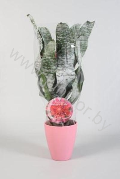 Эхмея Nature's Pride Stone Pot