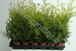 Туя Thuja Brabant