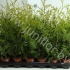 Туя Thuja Brabant Туя Thuja Brabant