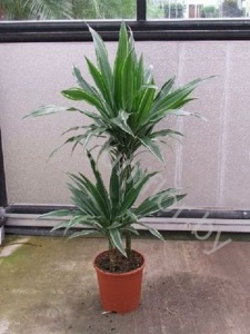 Драцена Dracaena Warneckei 45-15