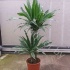 Драцена Dracaena Warneckei 45-15 Драцена Dracaena Warneckei 45-15