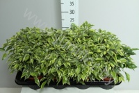 Фикус Ficus Kinky