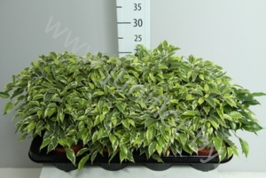 Фикус Ficus Kinky