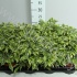 Фикус Ficus Kinky Фикус Ficus Kinky