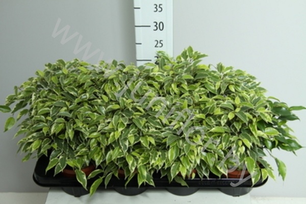 Фикус Ficus Kinky