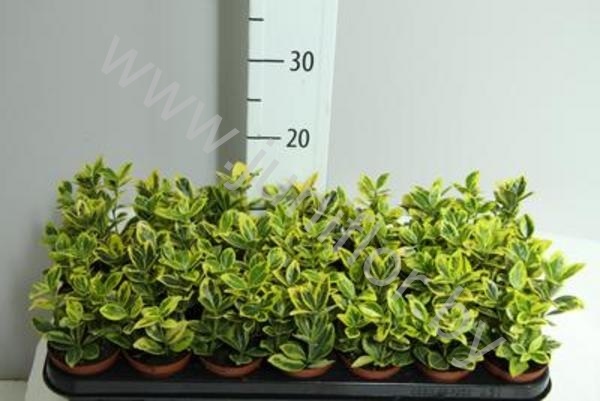 Эвонимус Euonymus Marieke