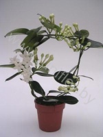 Стефанотис Stephanotis Fleur Parfume 9/10 tros