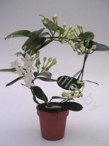 Стефанотис Stephanotis Fleur Parfume 9/10 tros