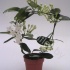 Стефанотис Stephanotis Fleur Parfume 9/10 tros Стефанотис Stephanotis Fleur Parfume 9/10 tros