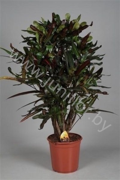 Кодиеум Codiaeum Mammi