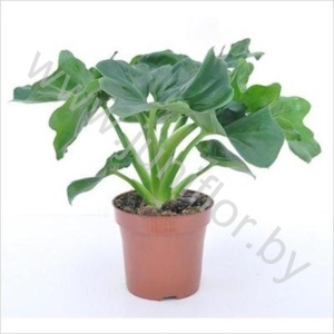Филодендрон Philodendron Sell Atom