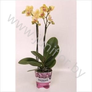 Фаленопсис Phal Multiflora Dragon 2 tak