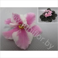 Сенполия Chimera Sweet