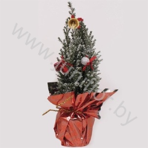 Кипарис Cham.Sn.Rondella Decoraties SNOW