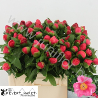 Пион Paeonia Flame