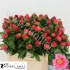 Пион Paeonia Flame Пион Paeonia Flame